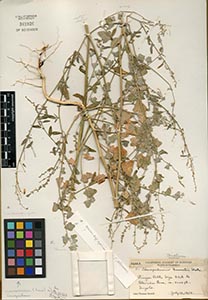 Herbarium Sheet of 